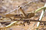 Acanthacris ruficornis